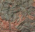 Silurian Fossil Crinoid (Scyphocrinites) Plate - Morocco #134274-1